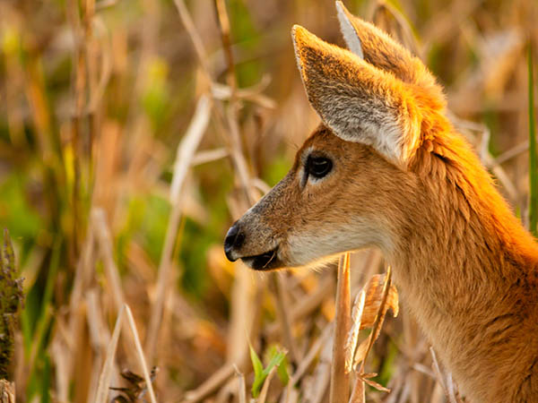 Deer in the wild, Argentina, South America