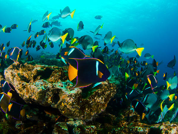 Fish in the Galapagos Water Highway