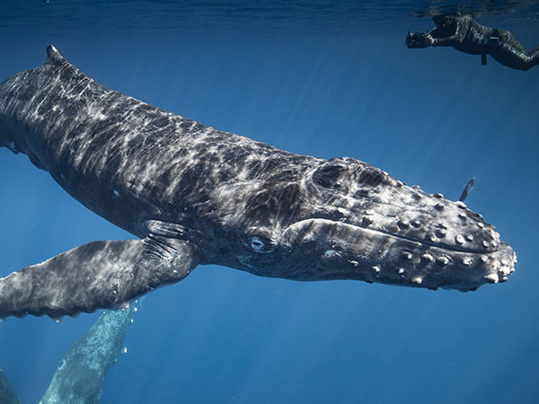 Humpback whales, Hawaii