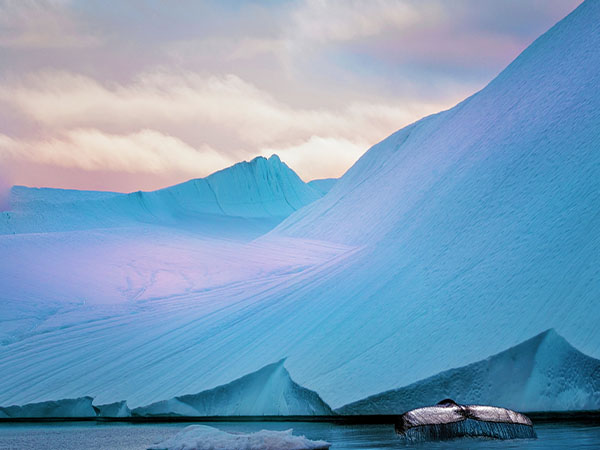 Whale's tail peeking through the water, Greenland,