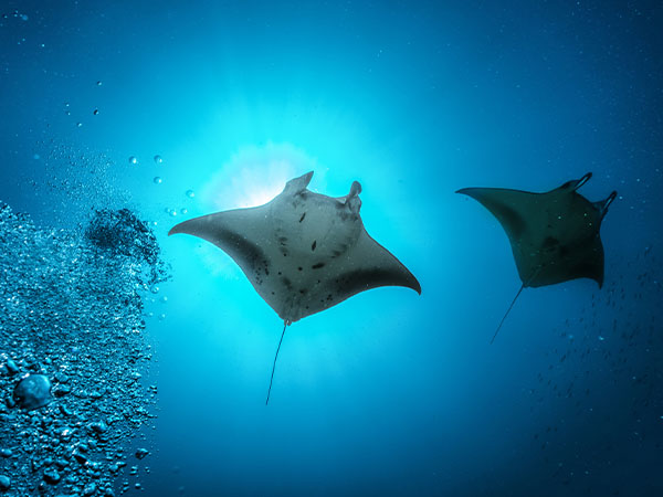 Manta Rays, Maldives