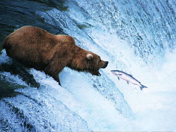 Brown Grizzly Bears as seen from Holland America Line Cruise
