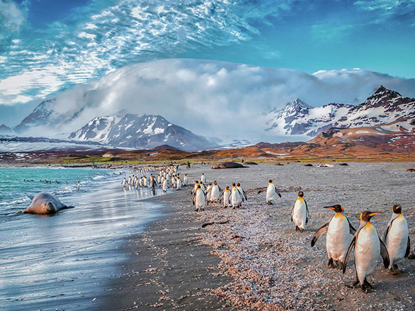 Penguins and other wildlife