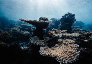 Coral reef, Islands of Tahiti