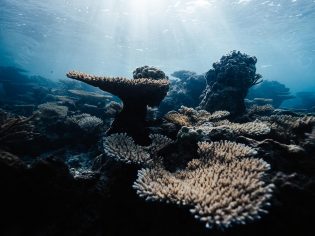 Coral reef, Islands of Tahiti