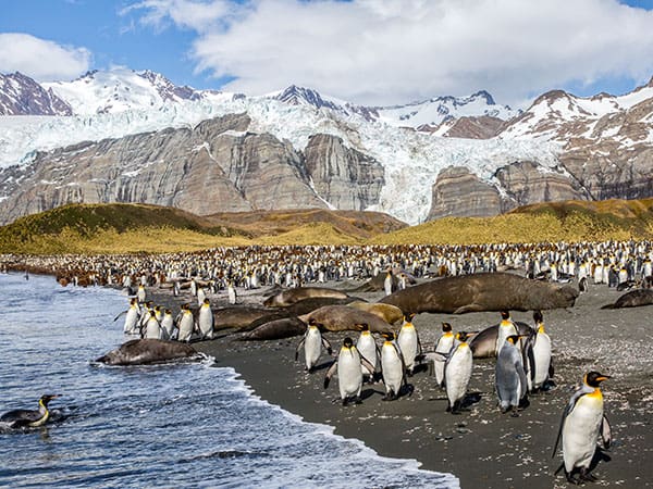 King Penguins in Gold Harbour, South Georgia