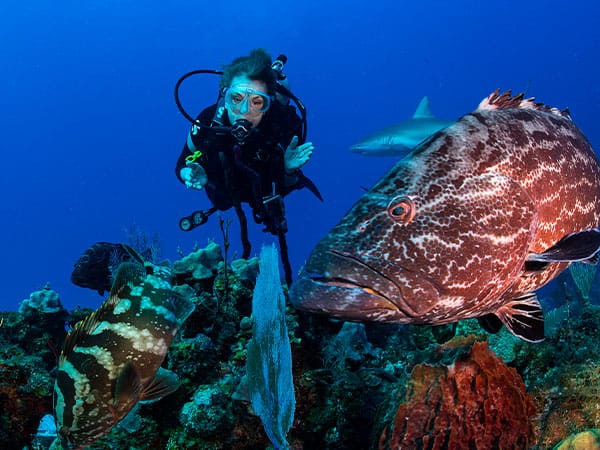 Sylvia Earle diving, Aurora Cruises