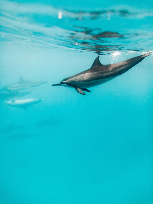 Spinner Dolphin Hawaii