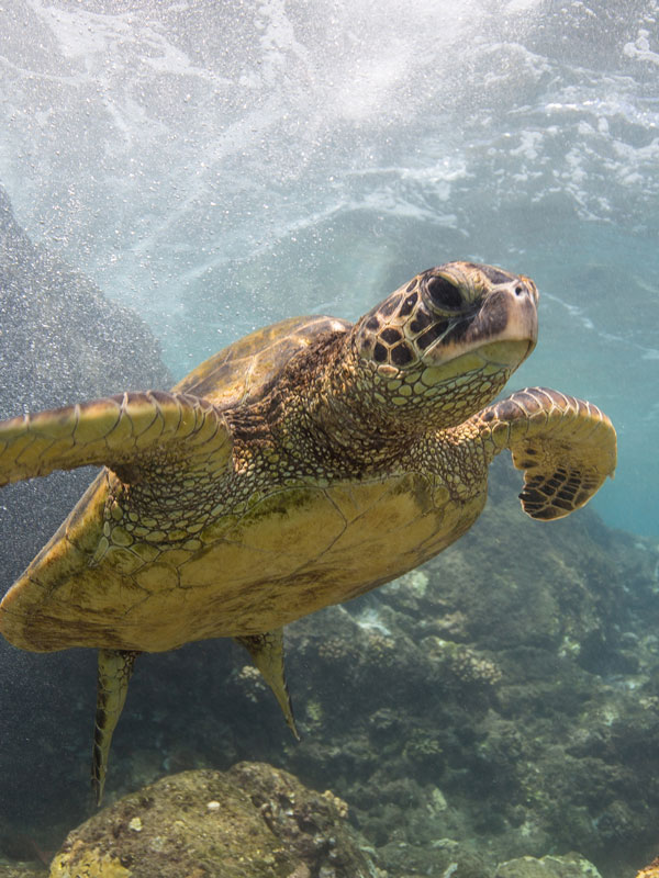 Turtle in Turtle Bay Hawaii