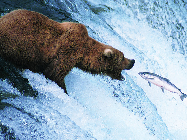A bear hunting fish in Alaska