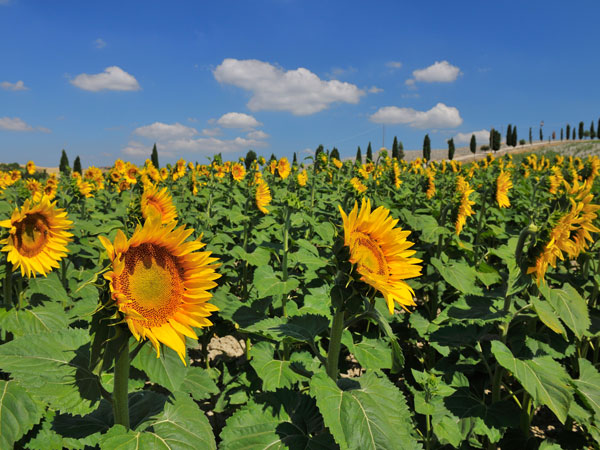 Sunflowers located in Tuscany, Italy