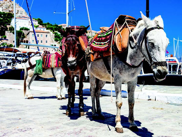 Mules wait for their next job on Hydra's harbour, Greece.