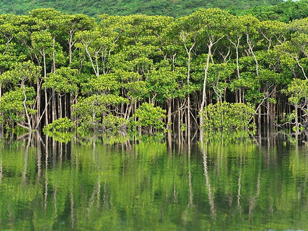 mangrove forest on Iriomote Island, Japan's natural wonders
