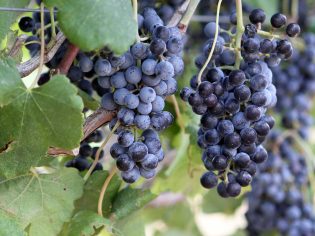 grapes ready to harvest in Grapevine Texas