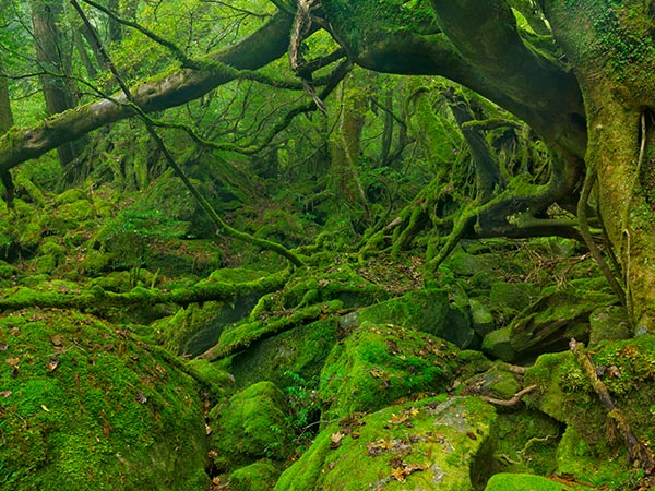 Shiratani Unsuikyo trail on Yakushima Island, Japan