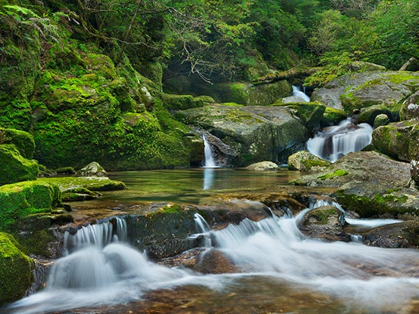 Yakushima Island, Japan's natural wonders