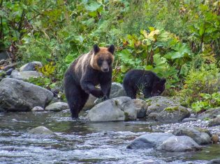brown bears in Shiretoko National Park, Japan