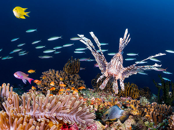 scuba dive Bligh Waters, places to visit in Fiji
