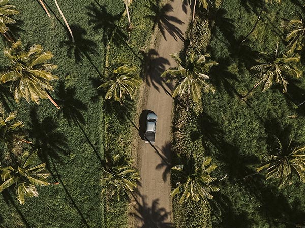 Coconut plantation, places to visit in Fiji