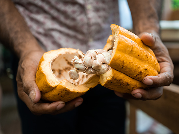 KokoMana chocolate farm, places to visit in Fiji