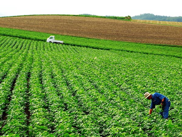 farm stay, adventure trips in Japan
