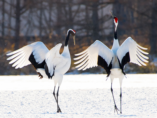 red-crowned cranes