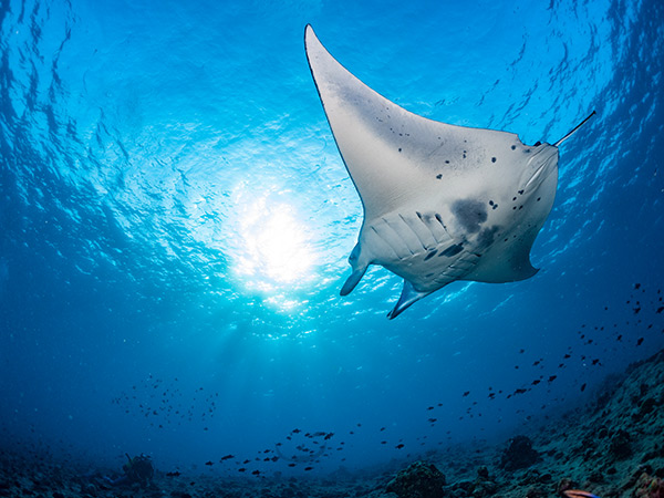 manta ray