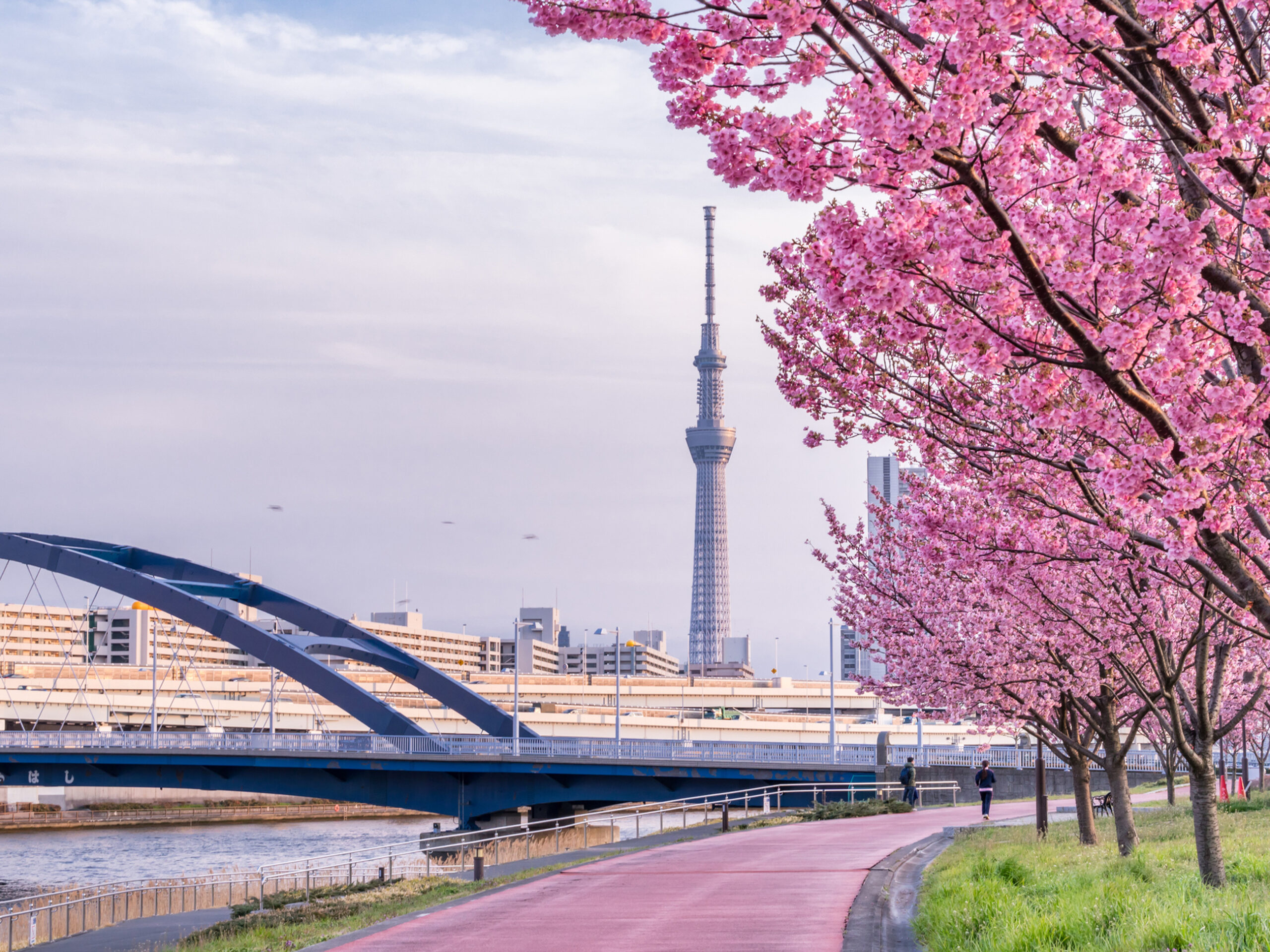 cherry blossoms in Tokyo