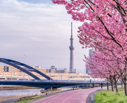 cherry blossoms in Tokyo