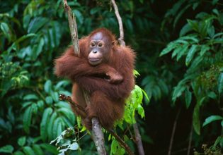 a young, wild orangutan rests on a tree branch