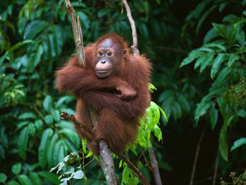 a young, wild orangutan rests on a tree branch