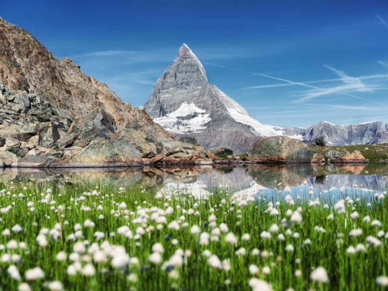 a beautiful lake with flowers growing near the Swiss alps