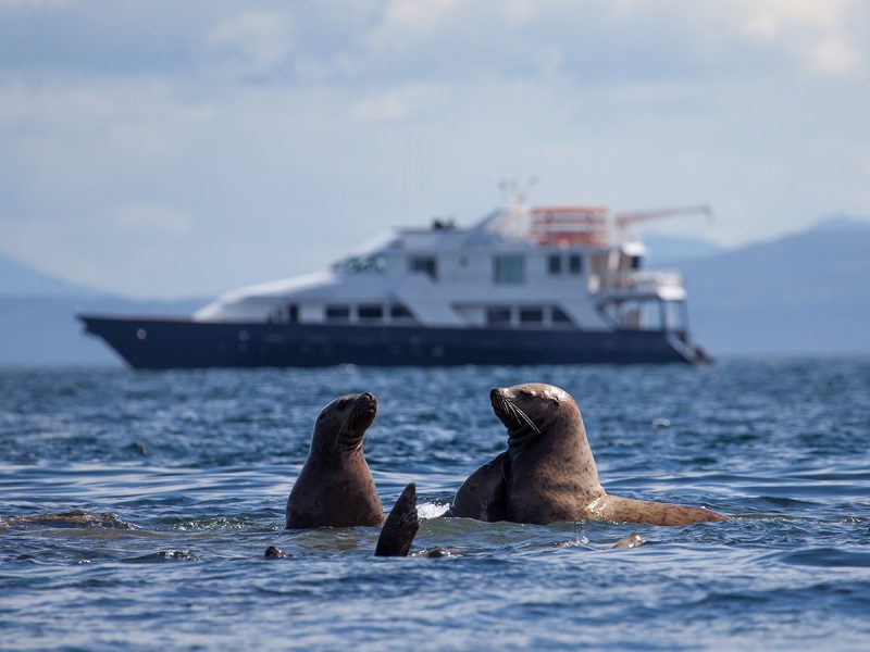 Uncruise Alaska, seals