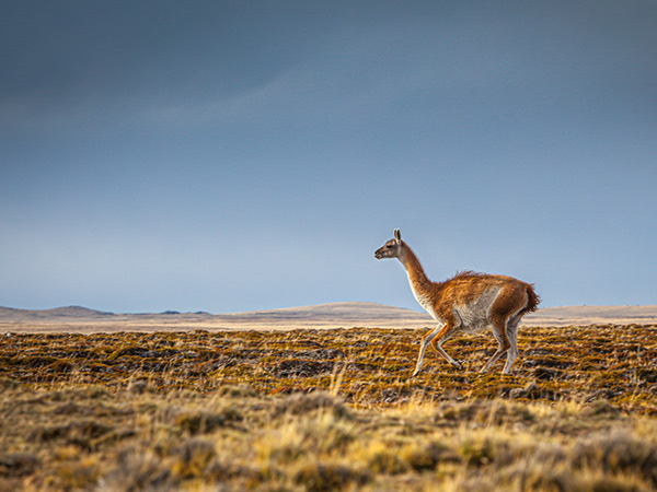 Guanaco in Patagonia argentina