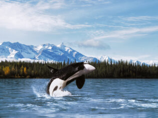 Orca spotting on Holland America Line cruise in Alaska