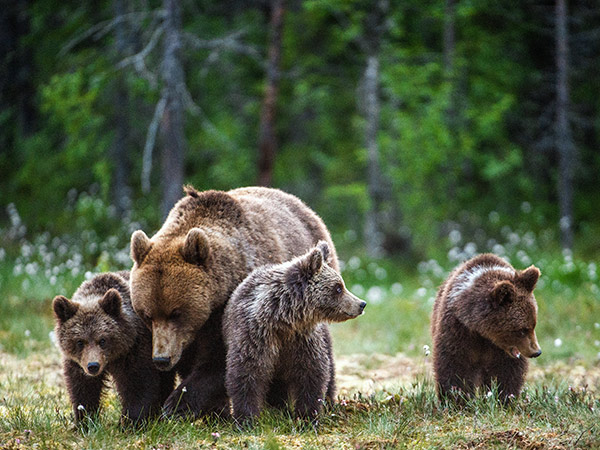 Alaska bears