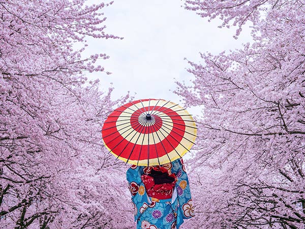 Japan cherry blossoms