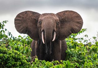 a close-up shot of a forest elephant in Gabon