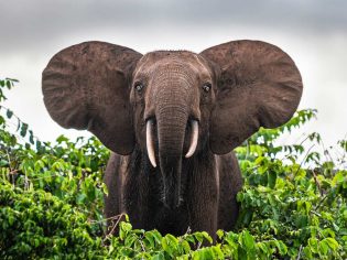 a close-up shot of a forest elephant in Gabon