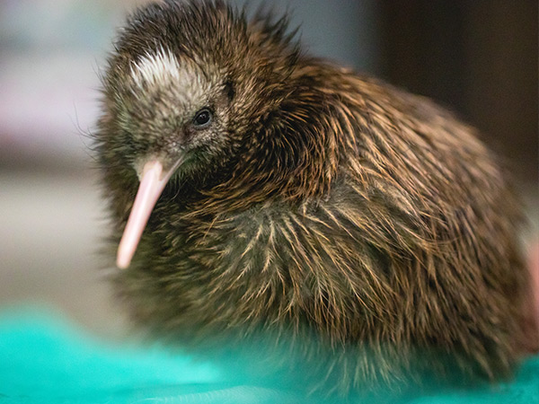 Kiwi Bird