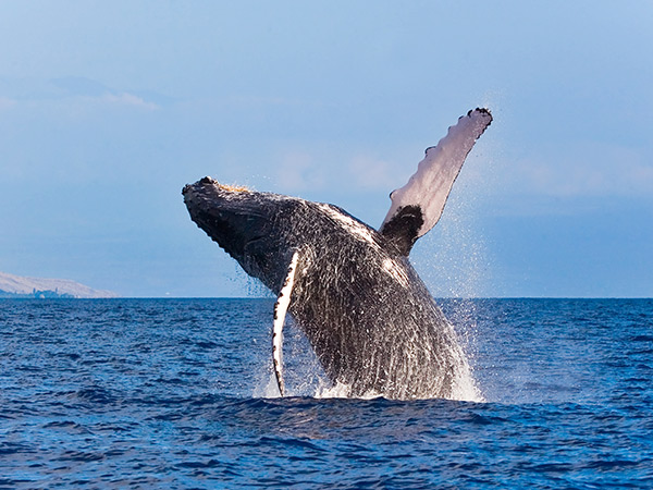 Humpback Whale Maui