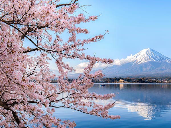 cherry blossoms in front of Mount Fuji Japan