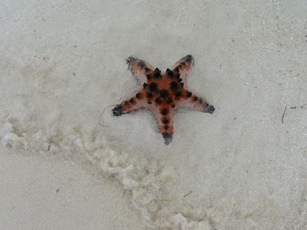a Chocolate Chip Starfish on the shore