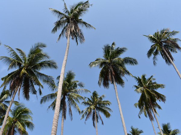 coconut trees at Sicsican Island, Balabac, Palawan, Philippines