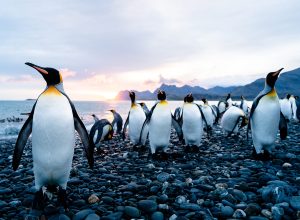 King Penguins, South Georgia with Aurora Expeditions