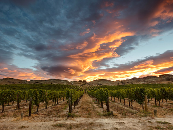 Sunset over vineyard at Mt Difficulty Wines in Central Otago New Zealand