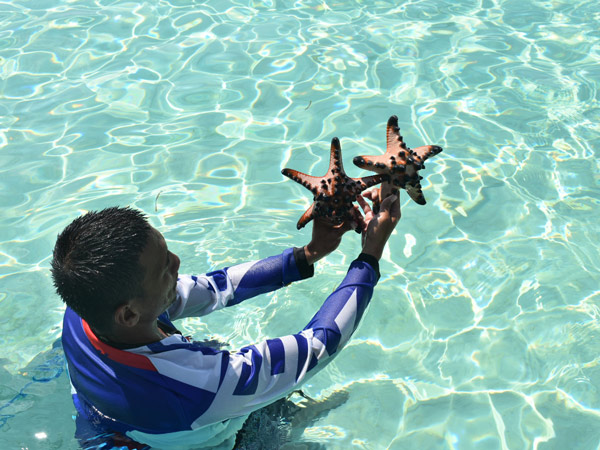 a boatman holding two Chocolate Chip Starfish