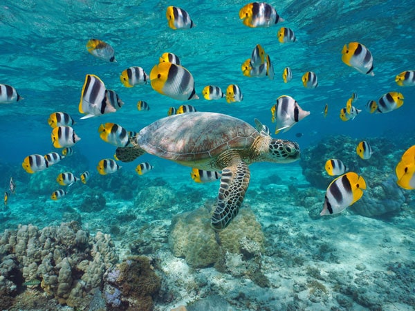 a sea turtle swimming with fishes