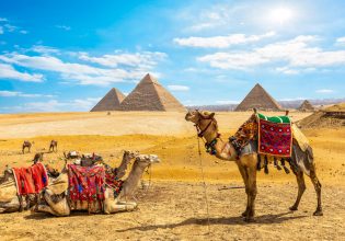 Camels in front of the Pyramids of Giza