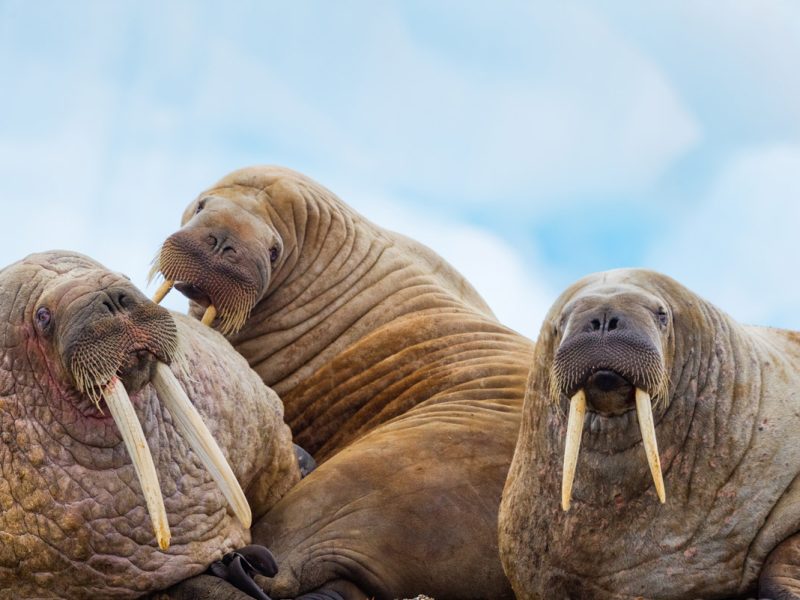 a photo of lazy walruses
